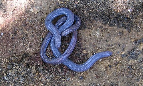 Iberian worm lizard